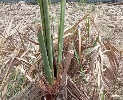 فروش نهال  خرما برحی