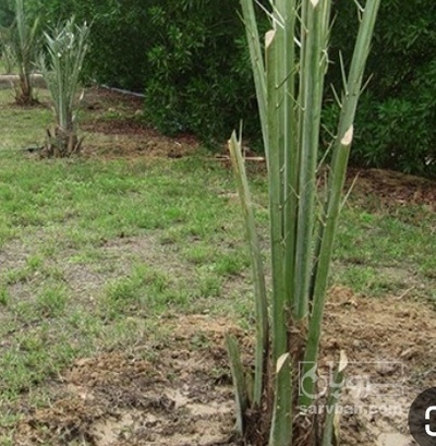 فروش نهال  خرما مجول