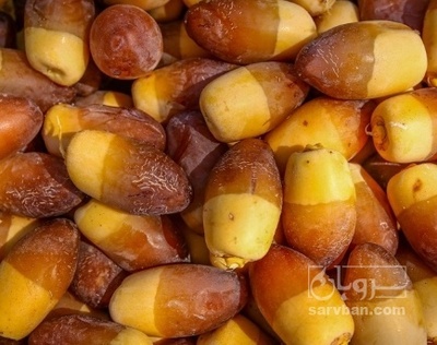 فروش خرما رطب