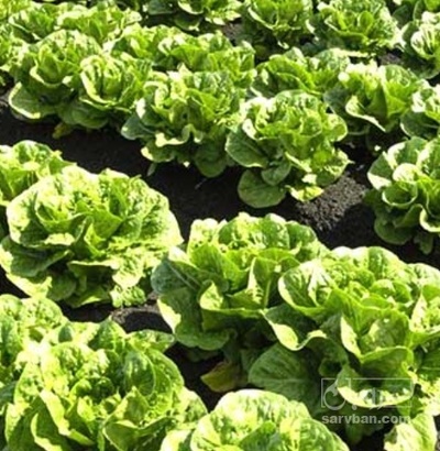 فروش کاهو ایرانی - رومانو