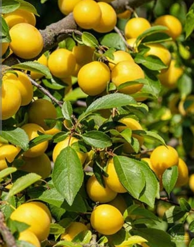 فروش آلو بخارا