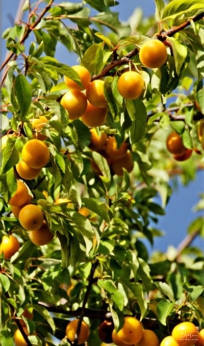 فروش زردآلو