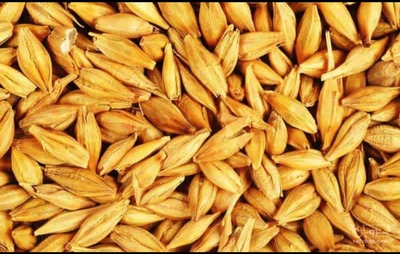 فروش جو