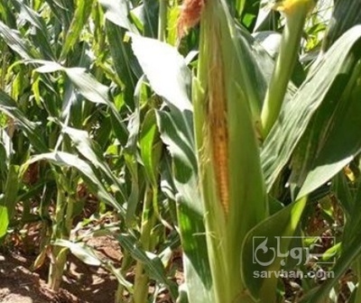 فروش چاپر ذرت - سیلاژ ذرت
