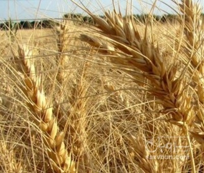 فروش گندم