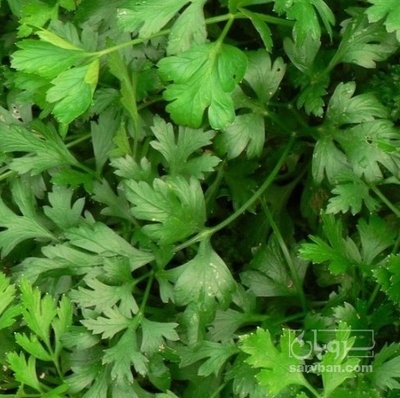 فروش جعفری تازه