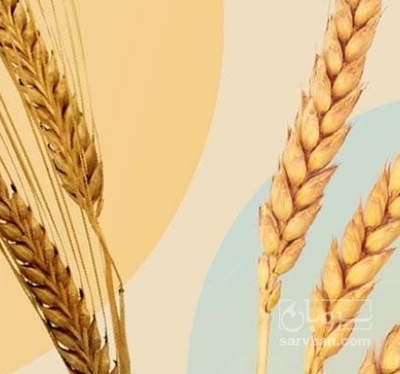 فروش گندم