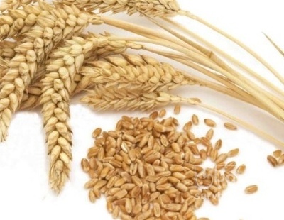 فروش گندم