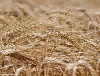 فروش جو