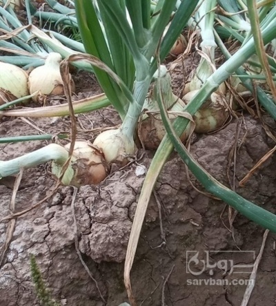 فروش پیاز زرد هکتاری