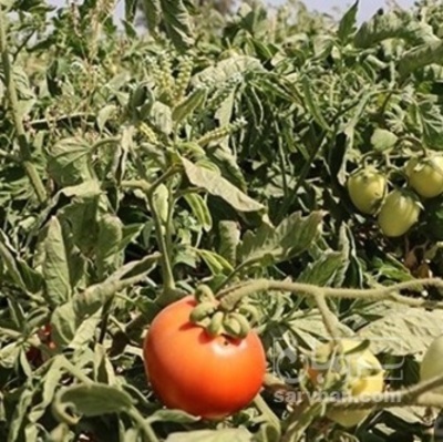 فروش گوجه فرنگی