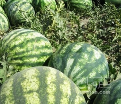 فروش هندوانه