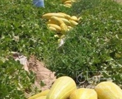 فروش خربزه