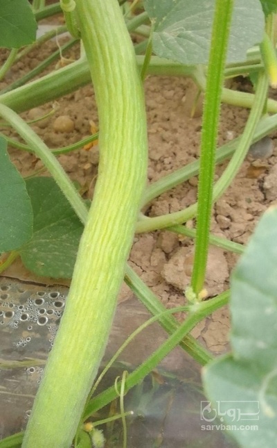 فروش خیار چنبر