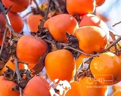 فروش خرمالو