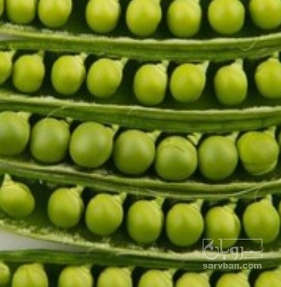 فروش نخود فرنگی