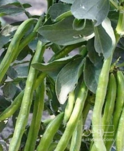 فروش باقلا تازه - باقالی - باقالا نیم هکتار