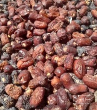 فروش خرما ضایعاتی