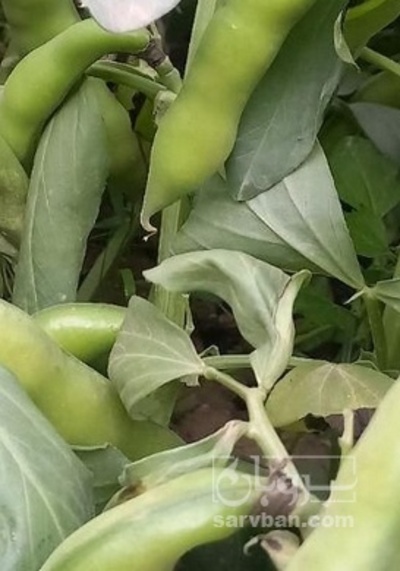 فروش باقلا تازه - باقالی - باقالا