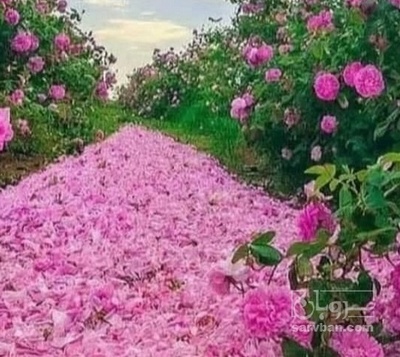 فروش عرق گلاب