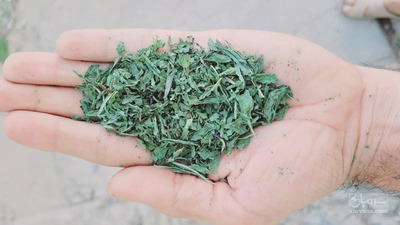 فروش نعناع خشک (گیاه‌ دارویی)