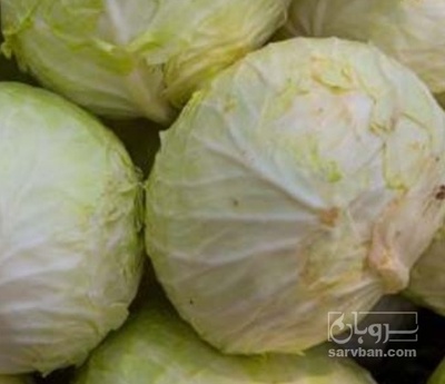 فروش کلم برگی سفید