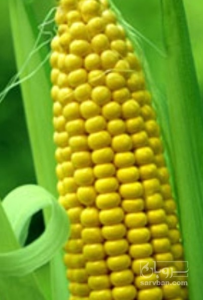 فروش ذرت مکزیکی هکتاری