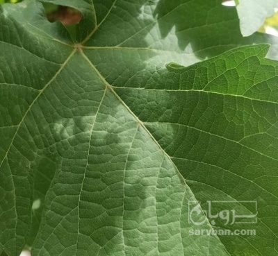 فروش  برگ انگور