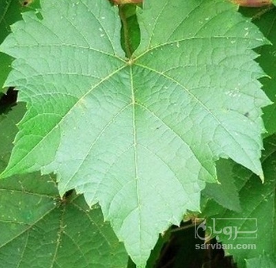 فروش برگ انگور