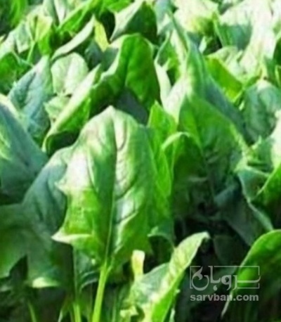 فروش اسفناج