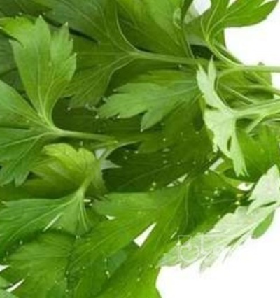 فروش جعفری تازه