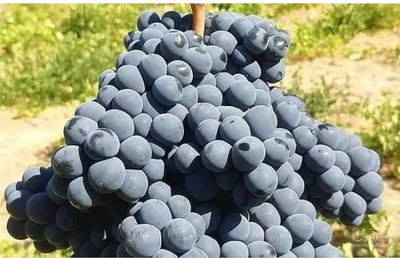 فروش انگورسیاه