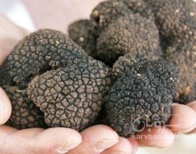 فروش قارچ ترافل