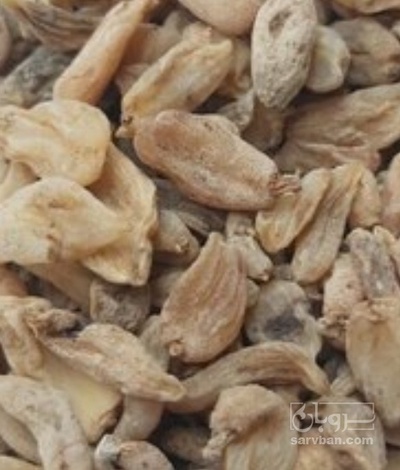 فروش  ثعلب (گیاه‌ دارویی)