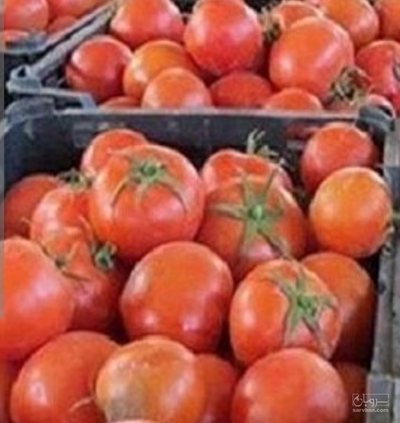 فروش گوجه فرنگی