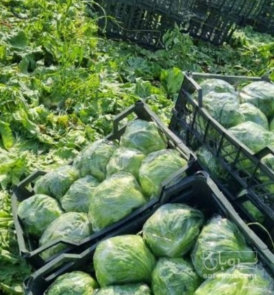 فروش کاهو ایسبرگ - آیسبرگ