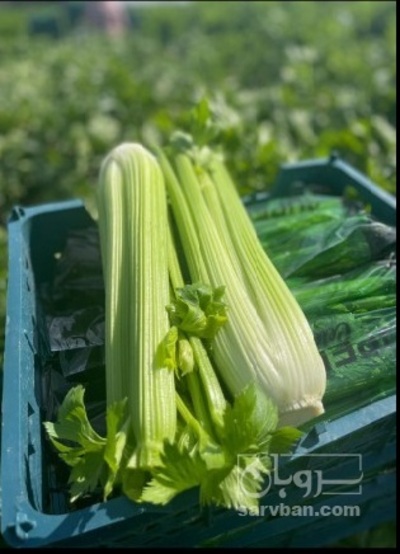 فروش کرفس 3