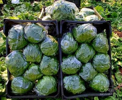 فروش کاهو ایسبرگ - آیسبرگ