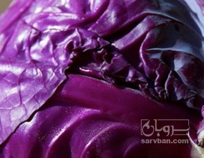 فروش کلم برگی بنفش