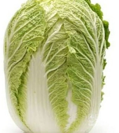 فروش کاهو چینی