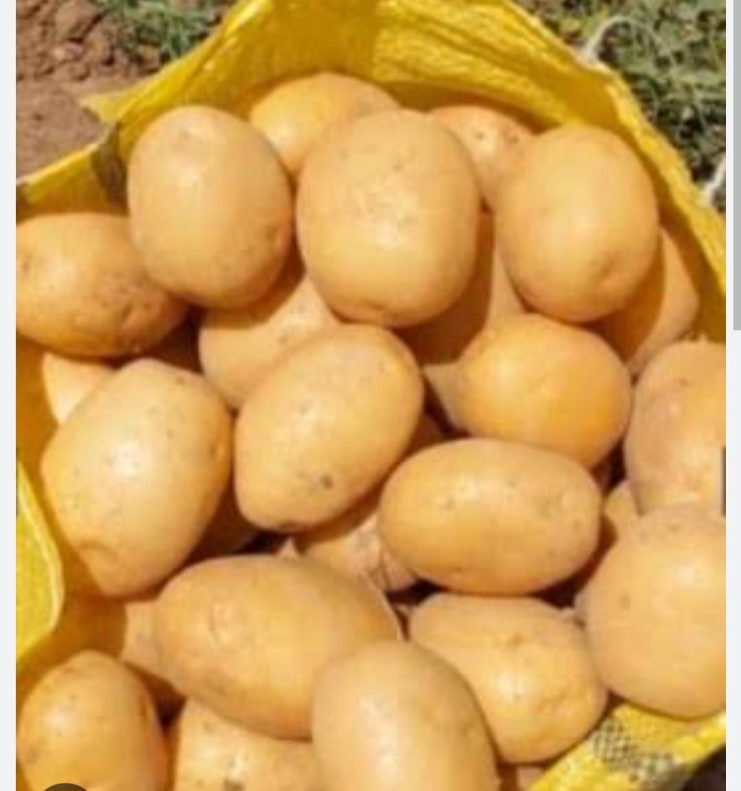فروش سیب زمینی