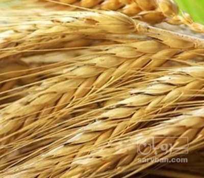 فروش جو