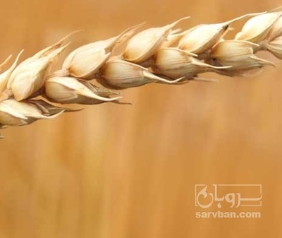 فروش گندم