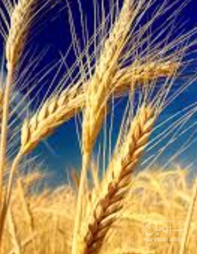 فروش گندم