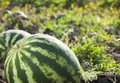 فروش هندوانه