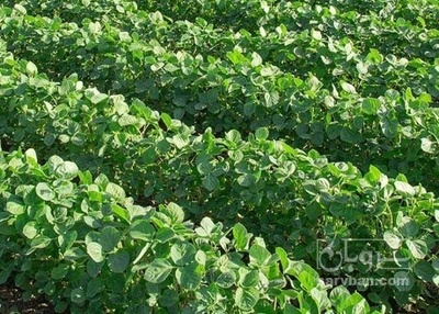 فروش لوبیا چیتی