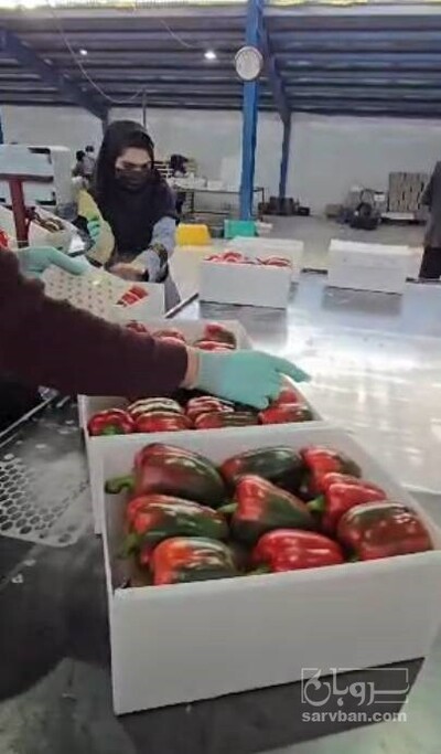 فروش فلفل دلمه ای