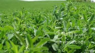 فروش یونجه