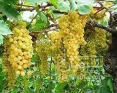 فروش انگور
