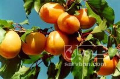 فروش زردآلو